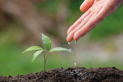 Gründach_Foto_001 Gründach_Foto_001